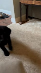 So intelligent boy 🐶🥰 #dogs #labrador #labradorretriever #doglover #labradorpuppy | Labrador Lovers