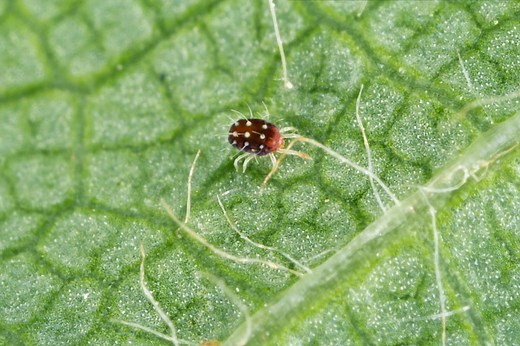 L’astuce imparable pour éliminer les acariens de vos plantes