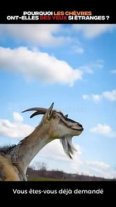 1M views · 19K reactions | #chèvre #singe #animaux #apprendre #lesaviezvous | Mahougnon Wilfrid Abahi | Facebook