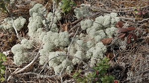 Star-tipped reindeer lichen