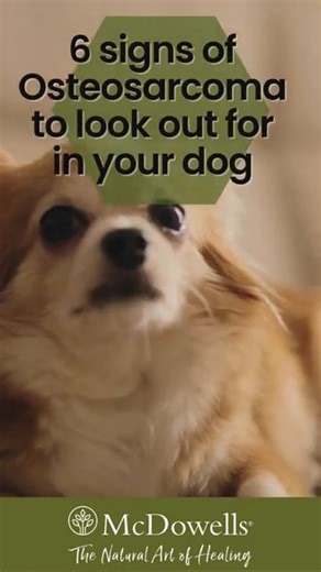 What is osteosarcoma?⁠ It is a primary bone tumour that often affects dogs (especially large or giant breeds) and can manifest in the limbs, sometimes with rapid changes and associated pain or structural changes. ⁠ ⁠ Primary signs to watch out for:⁠ ⁠ ◽️Lameness or limping (often one leg)⁠ ◽️Swelling or pain - sometimes a lump at the site⁠ ◽️Decreased activity level or reluctance to engage in normal play or walks⁠ ◽️Unexplained weight loss and lack of appetite⁠ ◽️Behaviour changes - restlessness