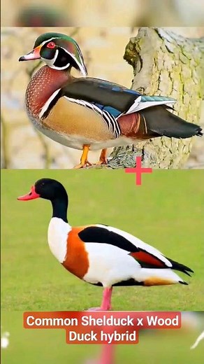 Common Shelduck x Wood Duck hybrid #hybrid #duck #goose