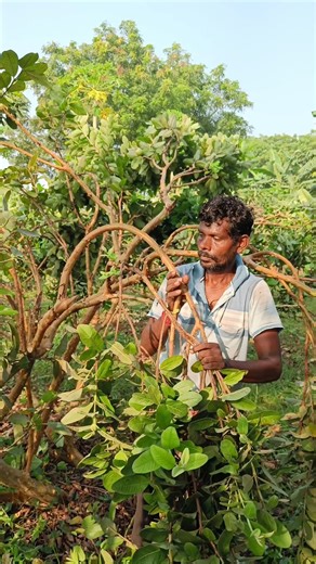 Guava Branches Bending: technique for better flowering and fruiting