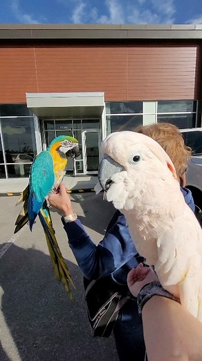 304 reactions · 17 shares | Hanging out with my friend Jade. | Max the Moluccan | Facebook