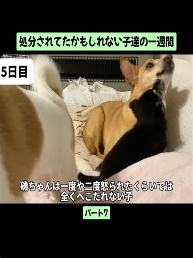 野犬の子犬の救助活動と癒し