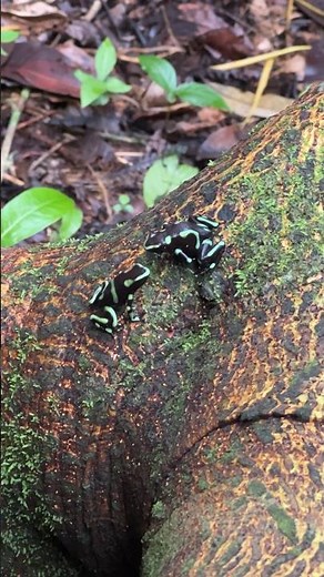 Wild dart frog breeding behavior!