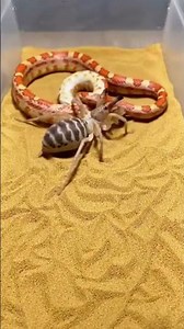Spider vs Venomous Snake 😱 Who Wins? 🕷️🐍