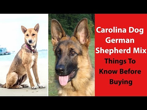 Carolina Dog German Shepherd Mix: Things to Know Before Buying