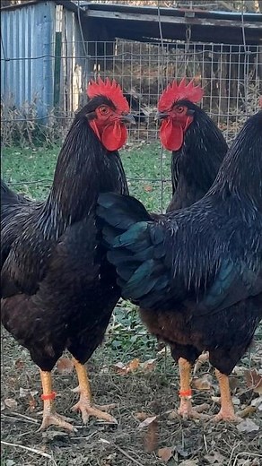 The huge MISTAKE when buying a pure Rhode Island Red ⚠️