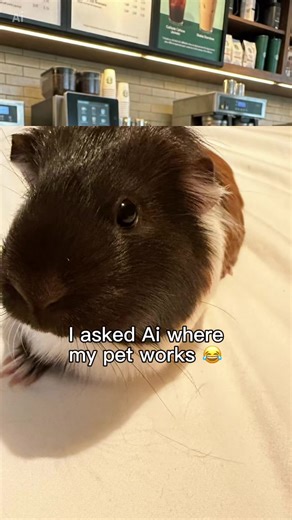 Guinea Pig DIY Ideas Inspired by Dolly Parton