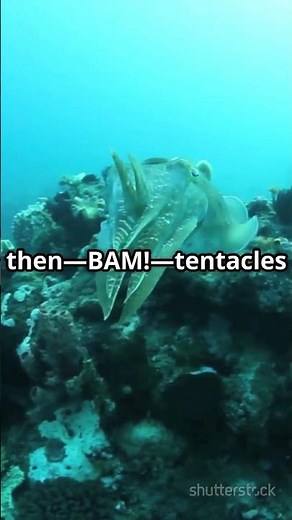 Cuttlefish Hypnosis: The Color-Changing Predator!