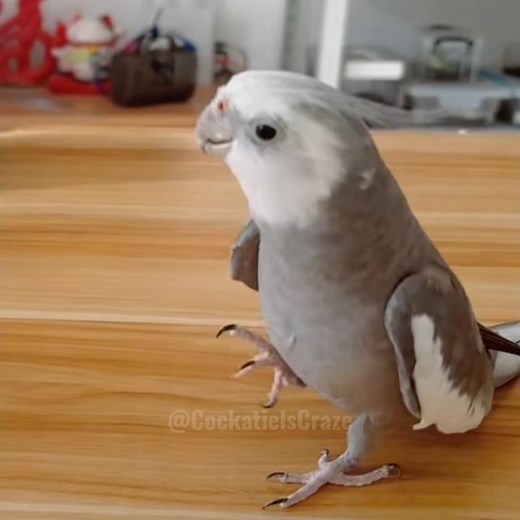 Adorable Cockatiel Skyler's Cute Singing Moments 🥰🎶🤍🦜 #cockatielscraze #birdsinging #cutepets