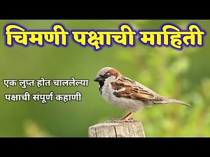 चिमणी पक्षी माहिती मराठी | chimni pakshi chi mahiti