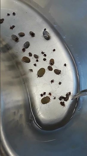 Removing hundreds of ticks from a dog PART 1 #shorts
