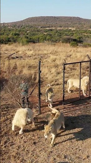 Lion african - African Safari Wildlife Documentary (4K) | Subscribe to African Safari Guide