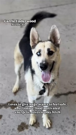 URGENT! Kern County Animal Services at 3951 Fruitvale Avenue, Bakersfield Ca, Mon-Sat 10a-4p, Wed 2p-7p | Kern County Animal Services