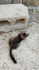 My Block | Happy Cat Collection