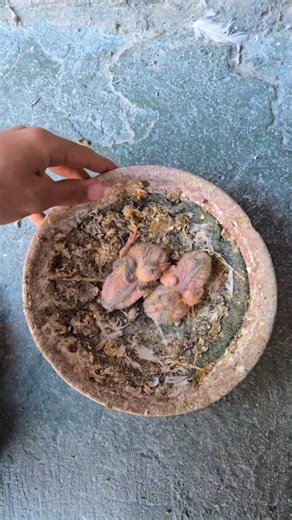 مراحل نمو الحمام 😃💫 7 ايام 👌