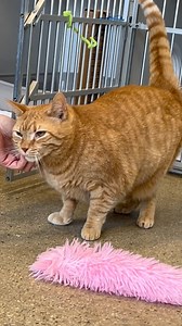 4.4K views · 146 reactions | What's life like for a Scottish Fold purebred cat who doesn't have folded ears? | Heartland Animal Shelter | Facebook