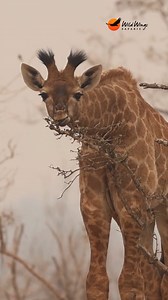 Awww. 🦒✨ What is it about big eyes, long lashes, and knobbly knees that never fails to steal the show? 📹 Simon Vegter | Wild Wings Safaris