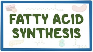 Fatty acid synthesis: Video, Causes, & Meaning | Osmosis