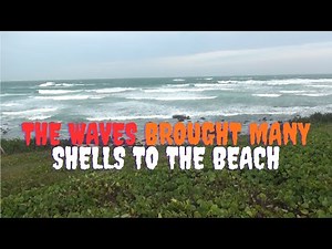 The waves brought many shells to the beach