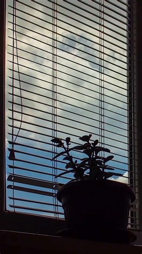 Flowers, Window, Office. Free Stock Video