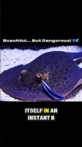 The ocean's most beautiful... but deadly electric blue hunter! 💙⚡
