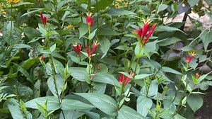 Bright Blooms, Happy Pollinators: Meet Spigelia! ❤️ This stunning native perennial bursts with vibrant red blooms that attract bees, butterflies, and hummingbirds — all while being super easy to care for. A win for your garden and the planet! 🐝 👉 Shop Spigelia here: https://bit.ly/3W5olqe | Gardening Know How