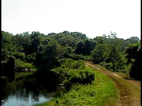 The Lions of Gardiners Island