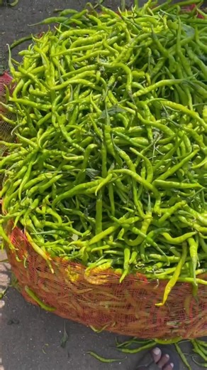 Mayank Patel Exim on Instagram: "Comment CHILLI 🌶️ to get Indonesia Green Chilli Export SOP + Buyer Guide 📩 Green chilli export from India to Indonesia 🚢 In this reel, I shared a real sea shipment case study where a single reefer container generated ₹2.4 lakh clean profit. You’ll see: ✔️ green chilli procurement cost in India ✔️ sea freight & reefer container expenses ✔️ Indonesia wholesale selling price ✔️ real export profit calculation This is exactly how perishable export works when sourci