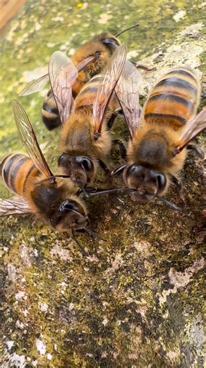 27K views · 1.8K reactions | Beautiful creatures  | Stanley’s bees | Facebook