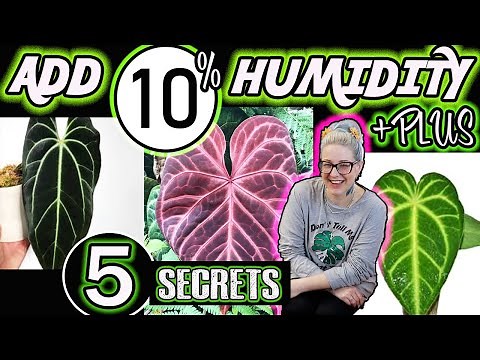 How to Increase Humidity for Your Indoor Plants