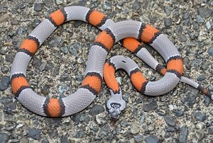 Gray-Banded Kingsnake Care Sheet | Reptiles' Cove