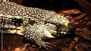 Argentine black and white tegu (Salvator merianae), also called commonly the Argentine giant tegu, the black and white tegu, and the huge tegu, is a species of lizard in the family Teiidae.