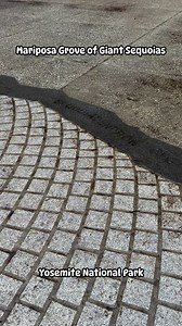 Walking into the Mariposa Grove of Giant Sequoias at Yosemite National Park- honor the shuttle at the visitor center, and this is where you enter a magical walk among some of the world’s largest trees! #mariposa #mariposagroveofgiantsequoias #yosemite #yosemitenationalpark #california #familymexplorestheworld #chaoscaravan #sequoia #gianttrees #nature #travelblogger | Chaos Caravan