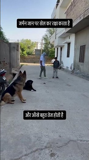 German Shepherd Rescues Kids from Kidnappers — Brave Dog Saves the Day! #germanshepherd #dog #gsd