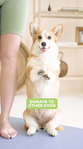 363K views · 10K reactions | Dog facts that will make you smile ❤️ Follow us on Tiktok @ outwardhound for more!! | Outward Hound | Facebook