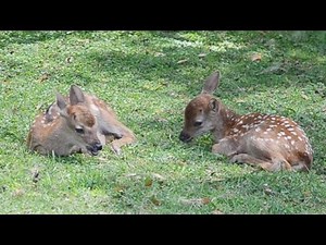 保護施設「鹿苑」で子鹿公開 奈良