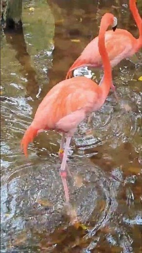 Beautiful Flamingos Up Close
