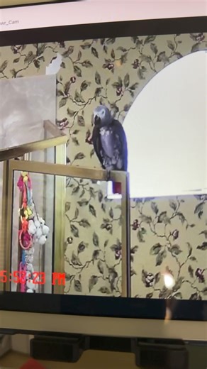 A very short surprise livestream recorded via the 🦜 Cam of Einstein talking on the shower. He got wise to being recorded and went and hid in his drawer. | Einstein the Talking Texan Parrot