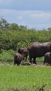 Watch these elephants enjoying a mud pool party. #elephant #poolparty #muddy #wildlife #frogsounds | Hayley Myburgh Safari Guide