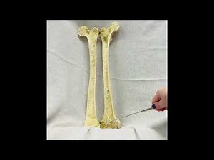 Anatomy of Long Bone