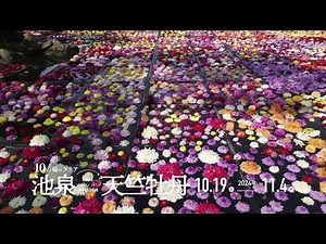 池泉天竺牡丹2024 池泉に浮かぶ10万輪のダリア 由志園