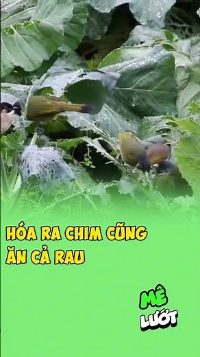 Hóa ra chim cũng ăn cả rau | Mê Lướt
