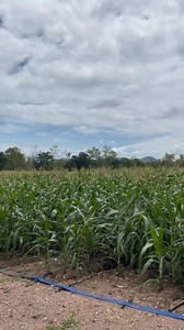380K views · 2.3K reactions | ANIMAL SCARER THAT'S BEEN TO PRIVATE SCHOOL!!! 藍藍藍 This farmer's got a clever solution to keep birds and animals from destroying his crops - this ingenious scarer! Brilliant idea, indeed! But, do you think it will be a long-term fix or will the monkeys and baboons catch on to the trick after a few days??? #technology #farming #farmlife #farmers #farm | Onias Mlambo The Agronomist | Facebook