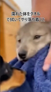 When your dog brings home a lost wolf pup #shorts #dog #wolf #respect