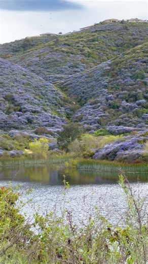 280K views · 3.2K reactions | Due to the lilac bloom in San Marcos hills, expect parking delays at South Lake Park請 A limited amount of additional parking can be found on Sunstone Drive (~.5 mile uphill walk to South Lake) and on Village Drive (~1 mile uphill walk to South Lake) 量 To see the blooms in other locations, check out Discovery Lake, Ridgeline Trail and Double Peak Park hiking trails✨ | City of San Marcos - Government | Facebook