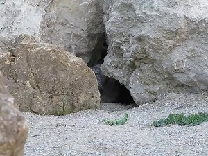 This Pallas's Cat discoveres she's being filmed🙀🎥 | Cat Tube