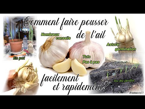 Comment planter et faire pousser de l'ail rapidement? En pot ou au potager. Growing garlic: tricks